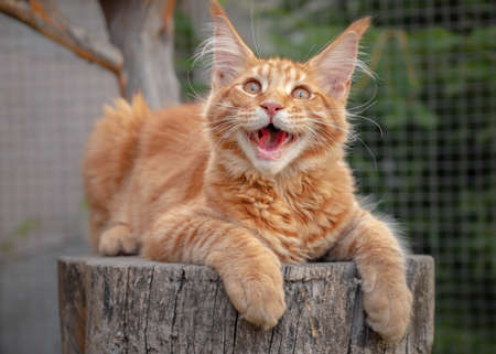 Playful ginger Maine Coon kitten lies outdoors. Big Red cat on tree.の写真素材