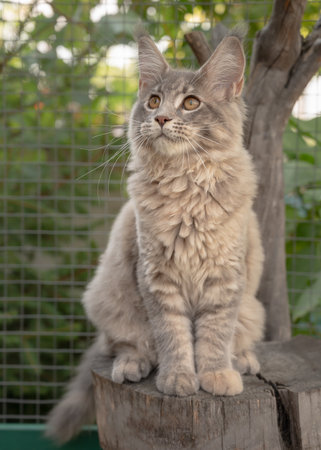 Playful gray Maine Coon kitten sitting outdoors. Big cat on tree.の写真素材