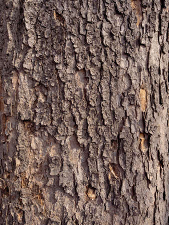 Embossed texture of the bark of tree. Pattern of natural tree bark background.の写真素材