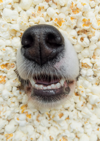 Dog in popcorn. Nose of Australian Shepherd dog amidst popcorn - close-up.の写真素材