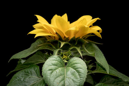 Young indoor sunflower flower on a background of green foliage. Yellow sunflower bud.の写真素材