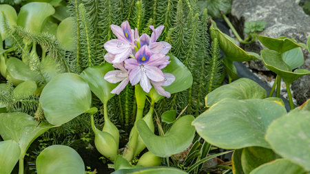 Blooming flower Water Hyacinth. Beautiful Eichhornia opening up in pond is surrounded by leaves. Growing blossom Hyacinth in lake.の写真素材