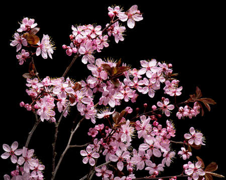 Flowering pink Cherry flowers on black background. Opening Sakura flowers on branches Cherry tree at spring.の写真素材