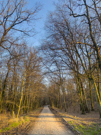 Beautiful hiking trail in spring forest outsideの写真素材