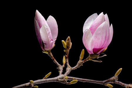Blossoming pink magnolia flowers isolated on black backgroundの写真素材