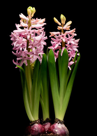 Spring Hyacinth flower isolated on black backgroundの写真素材