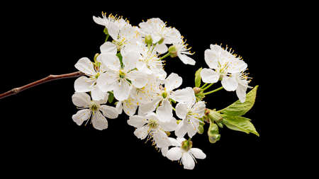 Blooming cherry tree flowers isolated on black backgroundの写真素材
