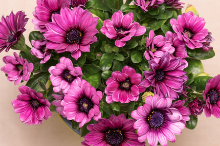 Blooming purple Osteospermum flowers - top view. Beautiful Osteospermum blooms close-up.の写真素材