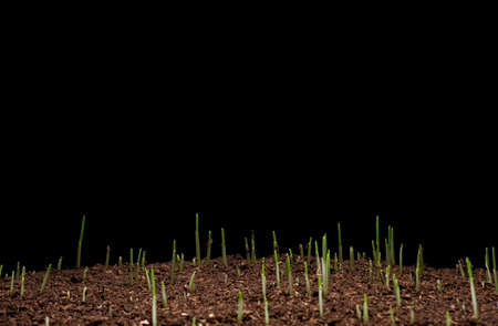 Young wheat or green grass seedlings growing in a soil, isolated on black background.の写真素材