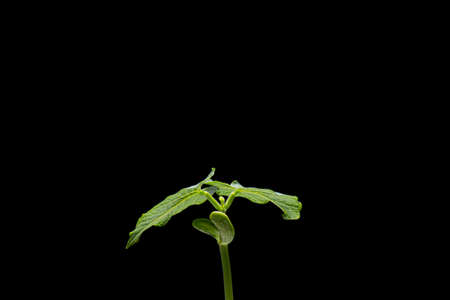 New Life of Bean seedling isolated on black background. Young green sprout in spring.の写真素材