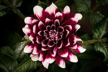 Beautiful flower Dahlia blooming. Top view of blossom big flower Dahlia on green leaves background.の写真素材
