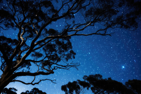Tree branches against night sky with shining starsの素材