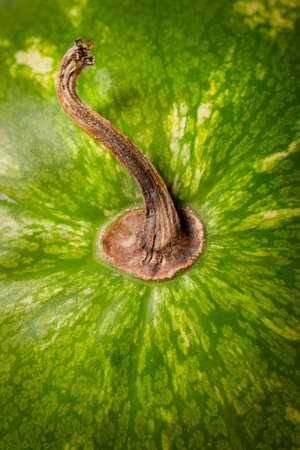 tail of the watermelonの写真素材