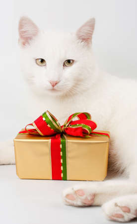 christmas cat gift backgroundの写真素材