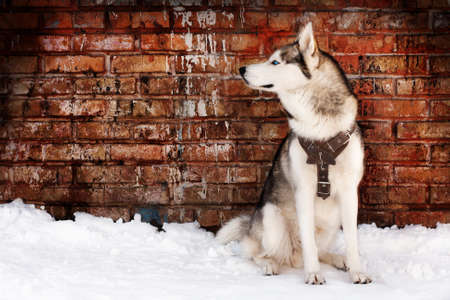 Husky on grunge wall backgroundの写真素材