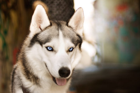 Young Husky on city background
