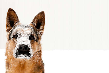 portrait of dogの写真素材