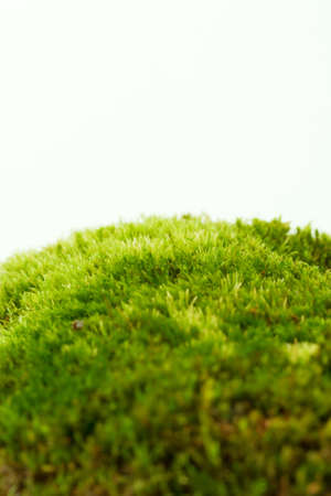 fresh spring green grass isolated on white backgroundの写真素材
