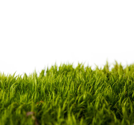 backgrounds of fresh spring green grass Isolated On Whiteの写真素材