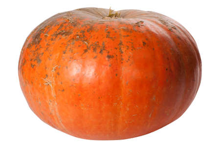 Single Pumpkin isolated on white backgroundの写真素材