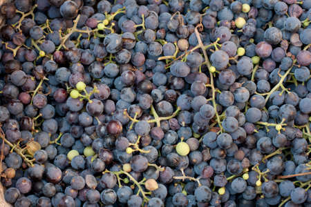 background from blue grapeの写真素材