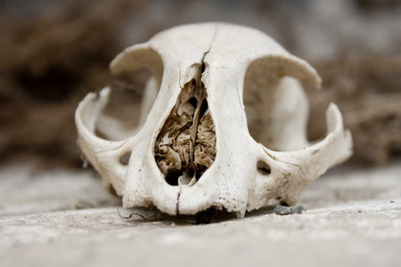 cat skull