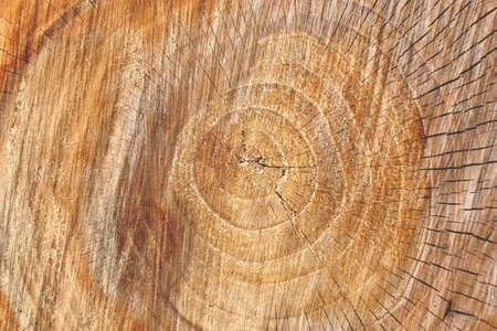 tree stump backgroundの写真素材