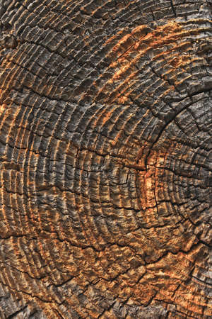Old wood textureの写真素材