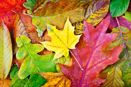 Colorful background of fallen autumn leaves