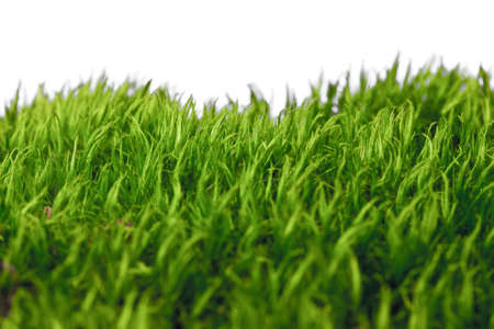 green grass on white backgroundの写真素材