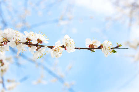 Flowers of an apricot treeの写真素材