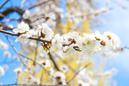 Flowers of an apricot treeの写真素材