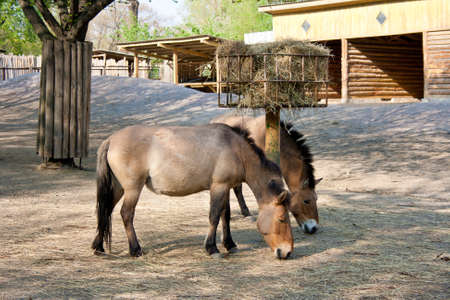 horses on the farmの写真素材