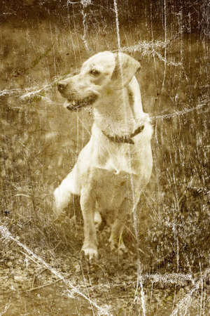 old vintage photo with dogの写真素材
