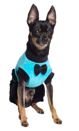 Toy terrier dog. Portrait on a white backgroundの写真素材