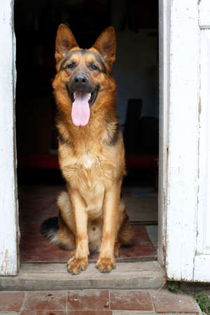 German shepherd dog sit on the floor in homeの写真素材