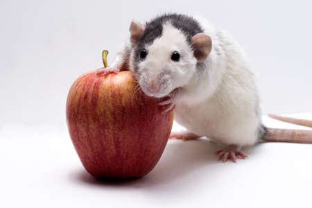 black and white rat with an apple on a light backgroundの写真素材