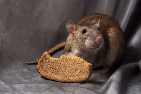 Gray rat with rusk on a dark backgroundの写真素材