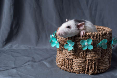 rat in a basket with a flowerの写真素材