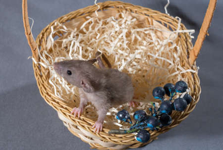 small rat in a wicker basket on a gray backgroundの写真素材