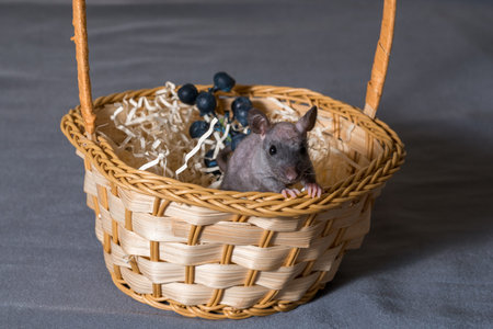 small rat in a wicker basket on a gray backgroundの写真素材
