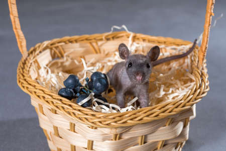 small rat in a wicker basket on a gray backgroundの写真素材