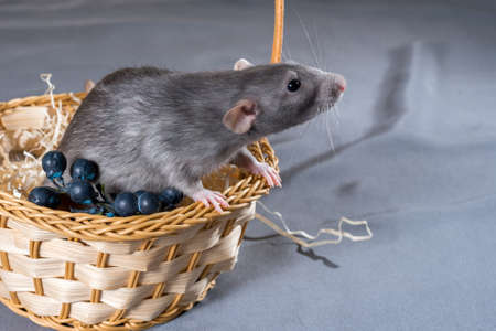 small rat in a wicker basket on a gray backgroundの写真素材