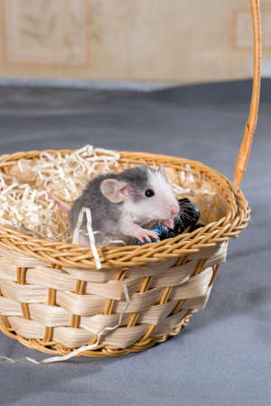 small rat in a wicker basket on a gray backgroundの写真素材