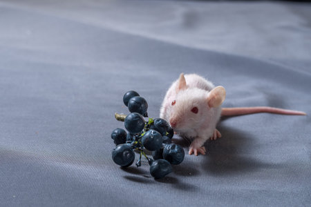 small rats with a berry on a gray background