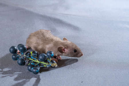 small rats with a berry on a gray backgroundの写真素材