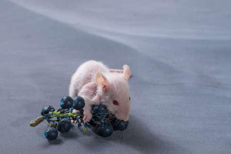 small rats with a berry on a gray backgroundの写真素材