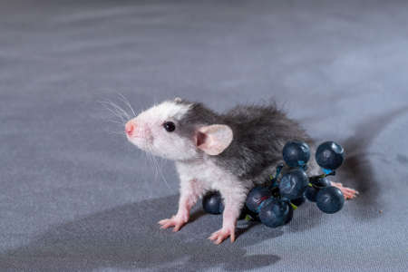 small rats with a berry on a gray backgroundの写真素材