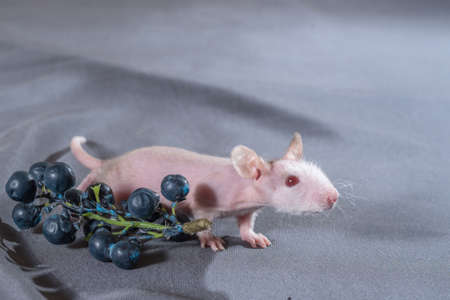 small rats with a berry on a gray backgroundの写真素材