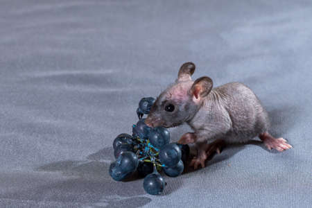 small rats with a berry on a gray backgroundの写真素材